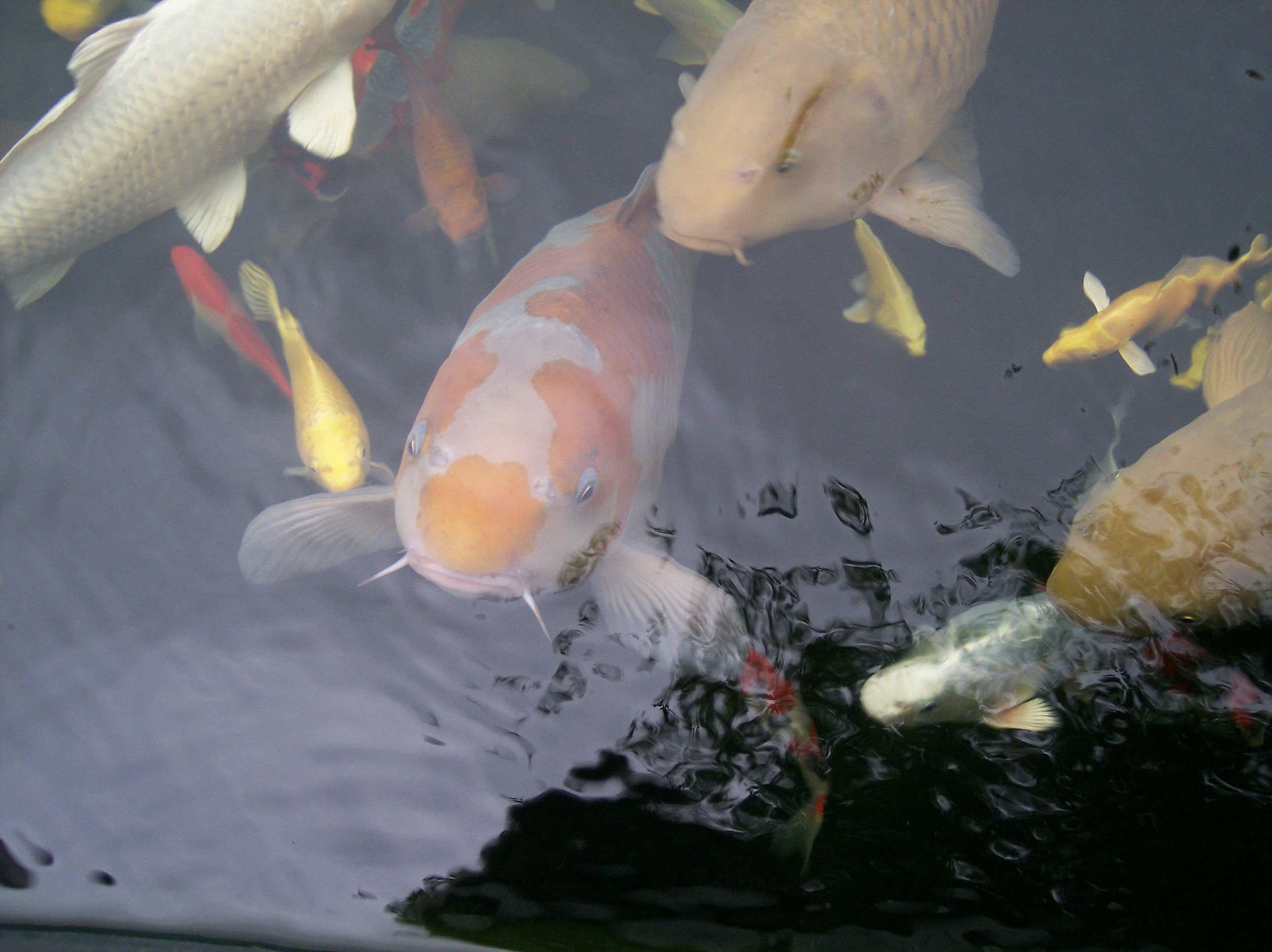 Japan-Koi