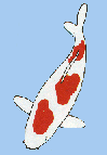 kleiner Kohaku