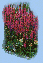 Sumpf- und Randpflanze